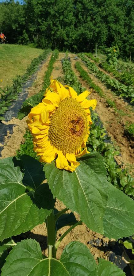 Bioagriturismo Poderaccio Incisa in Val d'Arno Εξωτερικό φωτογραφία