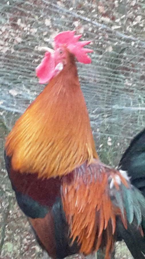 Bioagriturismo Poderaccio Incisa in Val d'Arno Εξωτερικό φωτογραφία